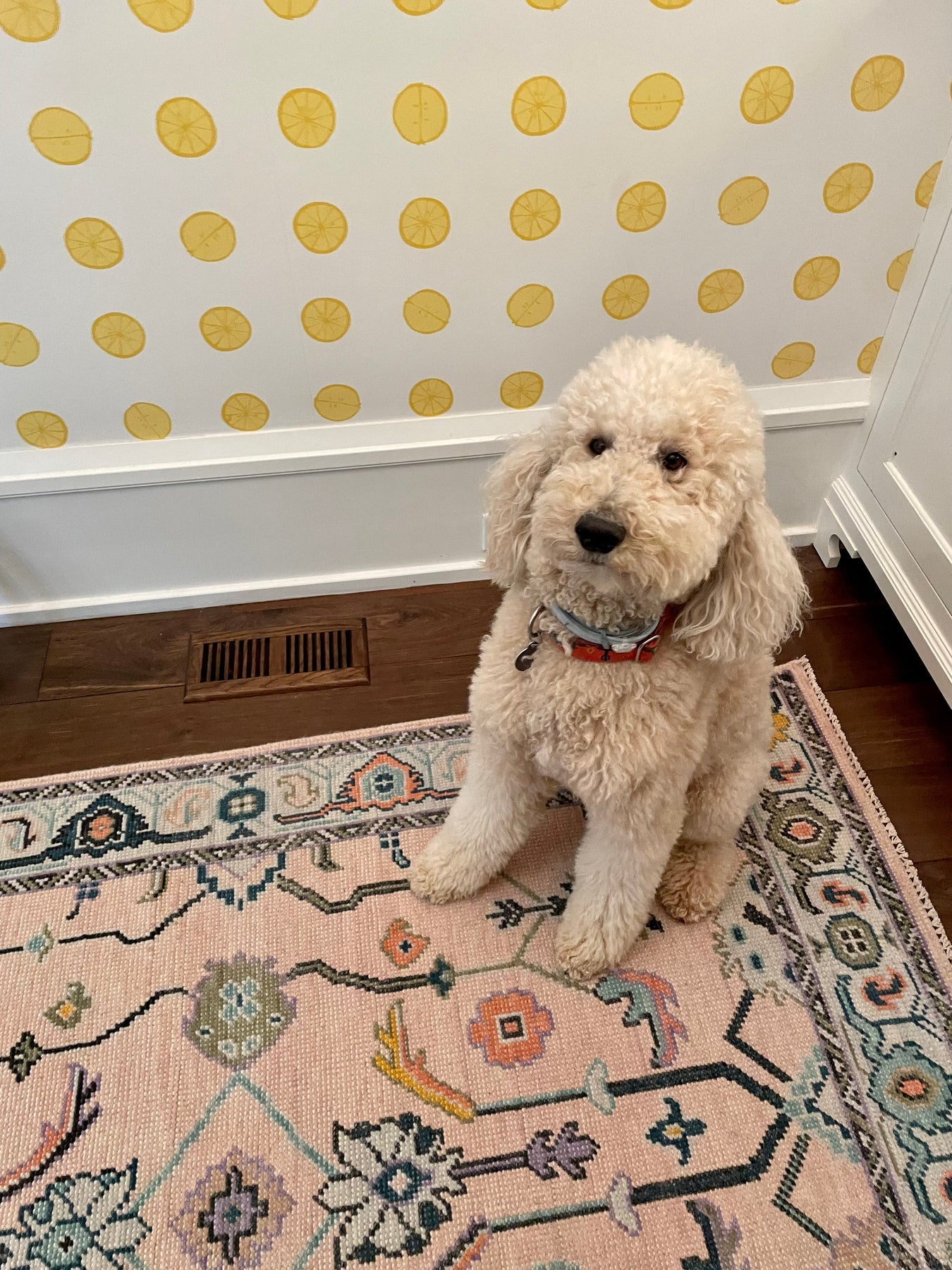 RUBY Hand Knotted Rug